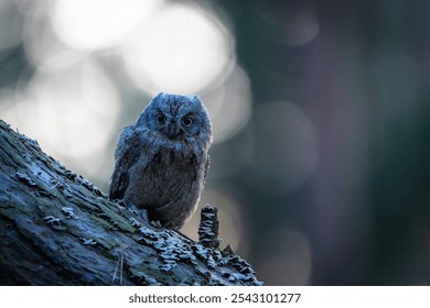 Esta Imagen captura a un búho escopeta euroasiático (Otus scops) en un entorno nocturno, con una oscuridad casi completa. El búho es el foco del retrato, mostrando sus características en un ambiente nocturno. 