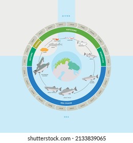 Pink Salmon Life Cycle Vector Illustration Stock Vector (Royalty Free ...