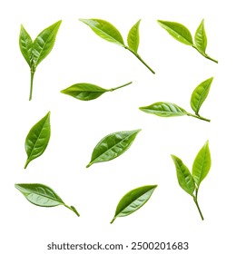 Tea Leaves on a White Transparent Background PNG