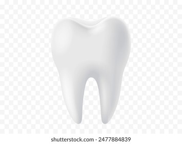 Tooth white, 3D illustration of a tooth on a transparent background. Vector illustration