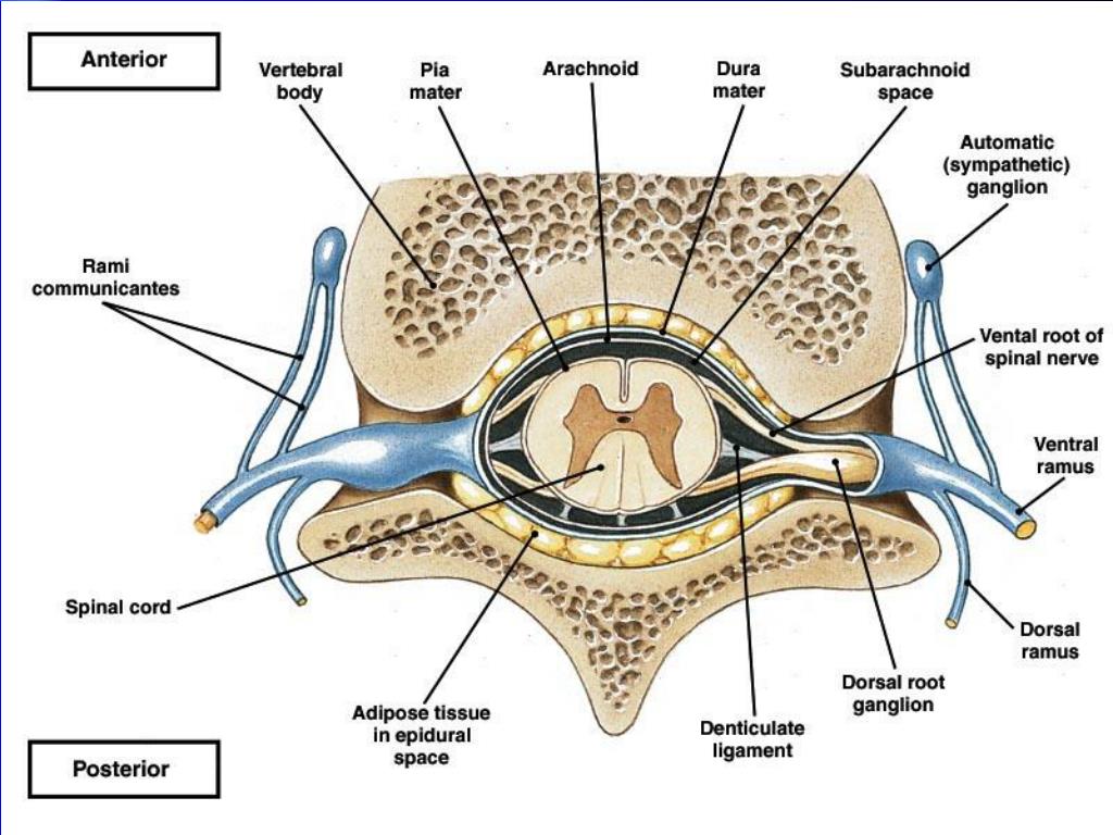 Spinal Cord