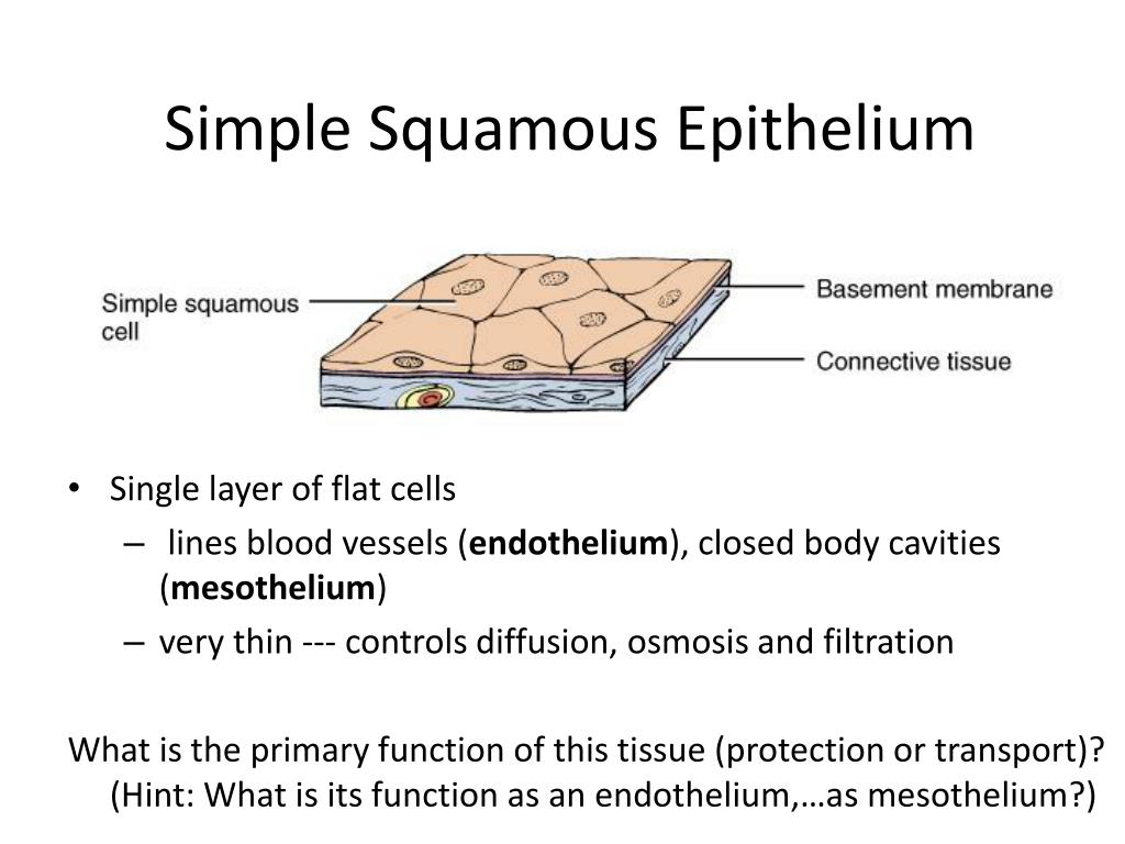 Simple Squamous Epithelial Tissue Diagram