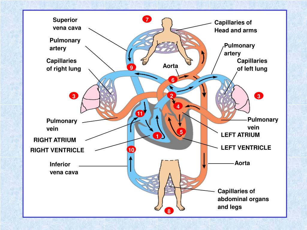 PPT - Circulation PowerPoint Presentation, free download - ID:689860