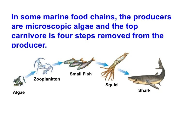 Chapter 3 & 5 Lecture- Ecology & Population Growth