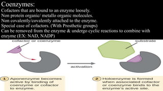 Coenzymes:
Cofactors that are bound to an enzyme loosely.
Non protein organic/ metallo organic molecules.
Non covalently/covalently attached to the enzyme.
Special case of cofactors. (With Prosthetic groups)
Can be removed from the enzyme & undergo cyclic reactions to combine with
enzyme (EX: NAD, NADP)
 