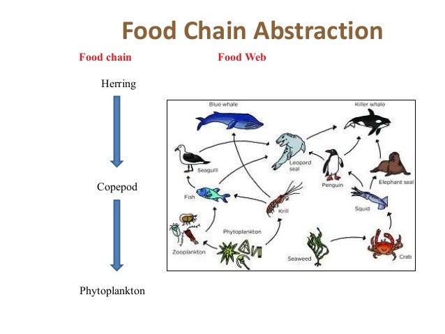 Marine food chain