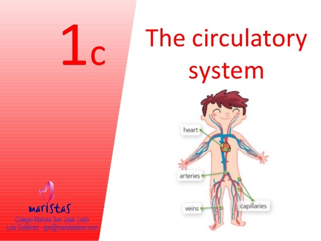 Vocabulary unit 1 circulatory system