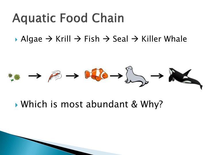 PPT - Biomagnification / Bioaccumulation Activity PowerPoint ...