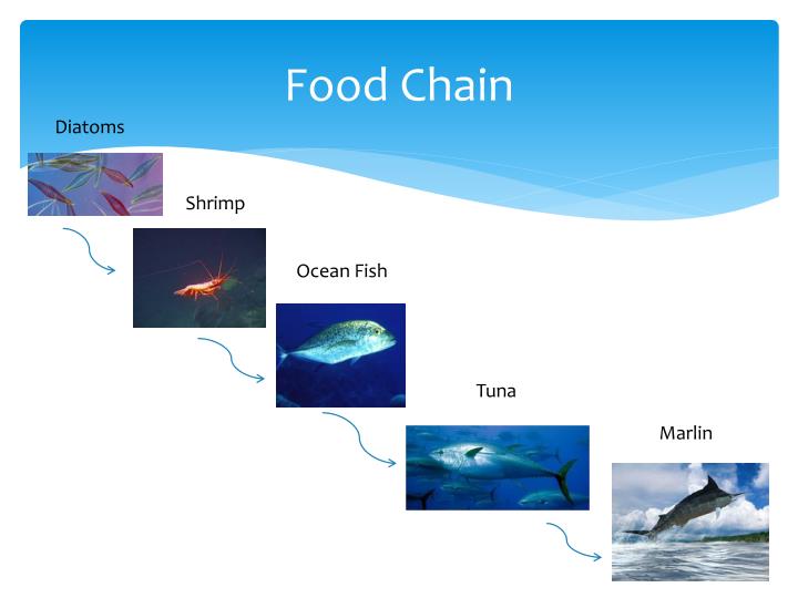 PPT - Aquatic Biome- The Euphotic Zone PowerPoint Presentation - ID:2190929