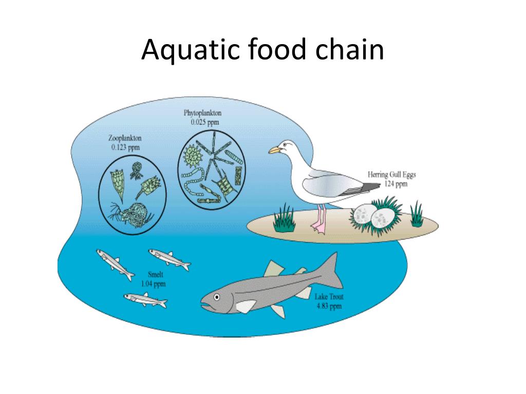 Aquatic Food Chain Diagram