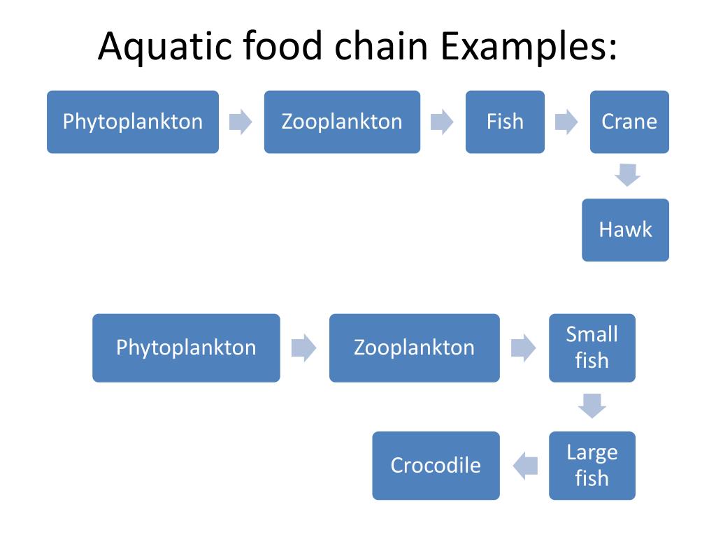 PPT - Unit–1: Topic-2 : Ecology and Ecosystem PowerPoint Presentation ...