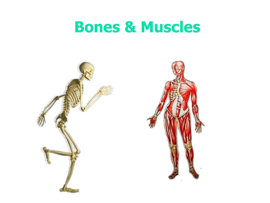 Human Body Bones And Muscles