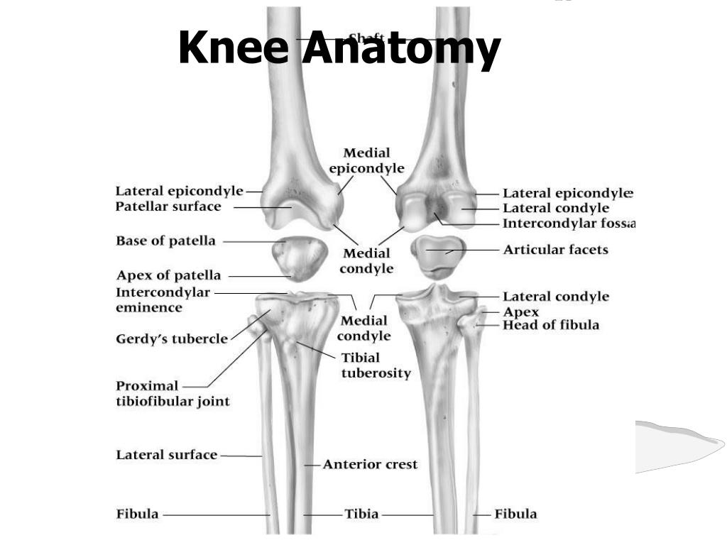 Femur And Tibia Anatomy