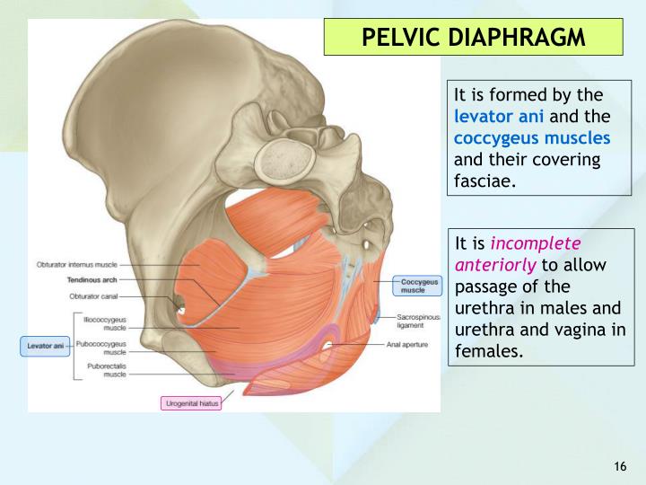 PPT - ANATOMY OF THE PELVIS PowerPoint Presentation - ID:5495410