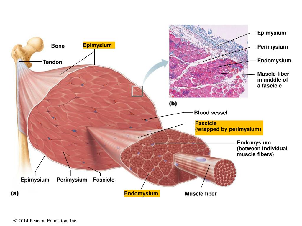 Diagram Showing Types Of Muscle Cells Medical Anatomy - vrogue.co