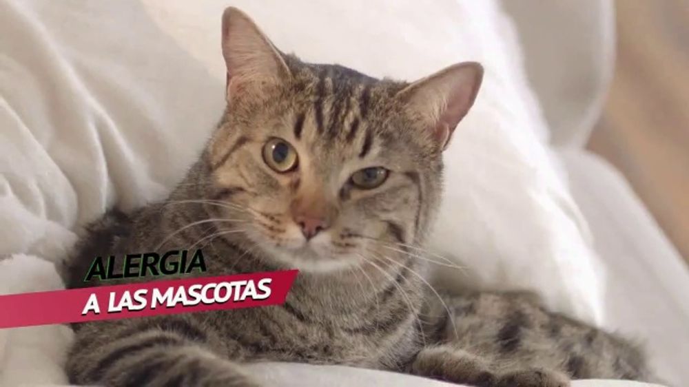 Alergia: gato thumbnail