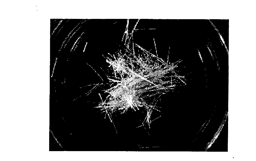 Bacillus subtilis and application thereof in sisal hemp degumming