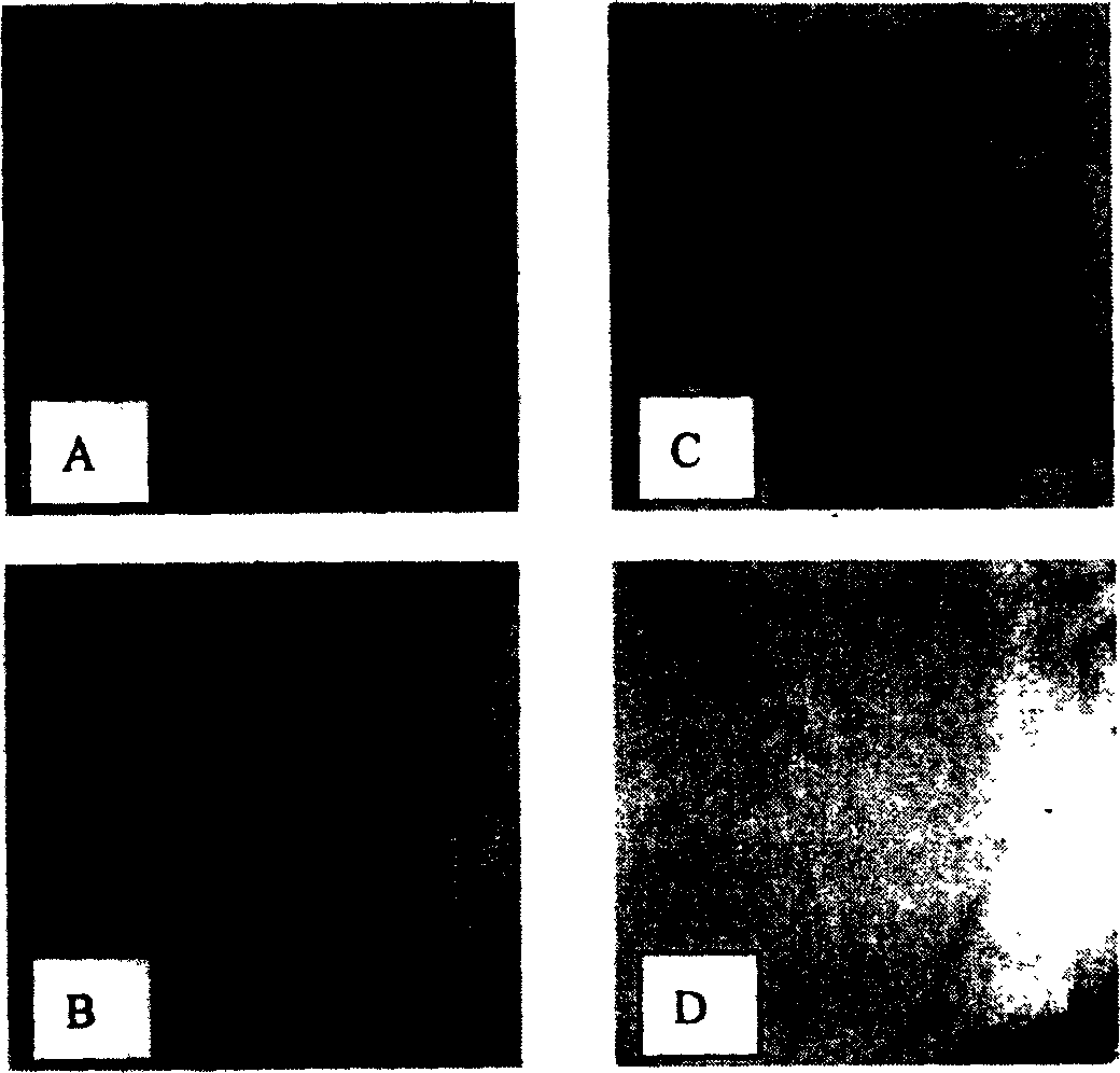 Peptide for high performance inhibition of angiogenesis and method for preparing same and use thereof