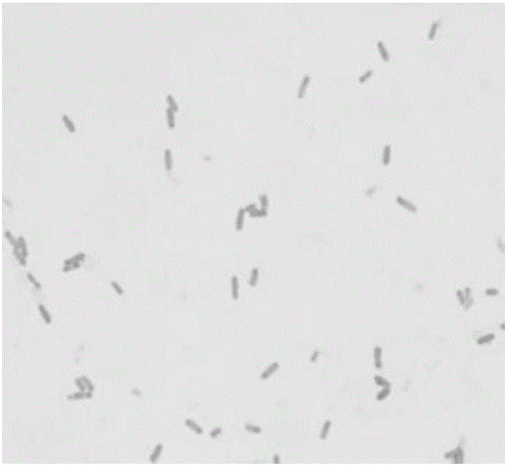 Bacillus methylotrophicus F7 and application thereof