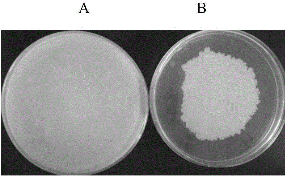 Bacillus methylotrophicus F7 and application thereof