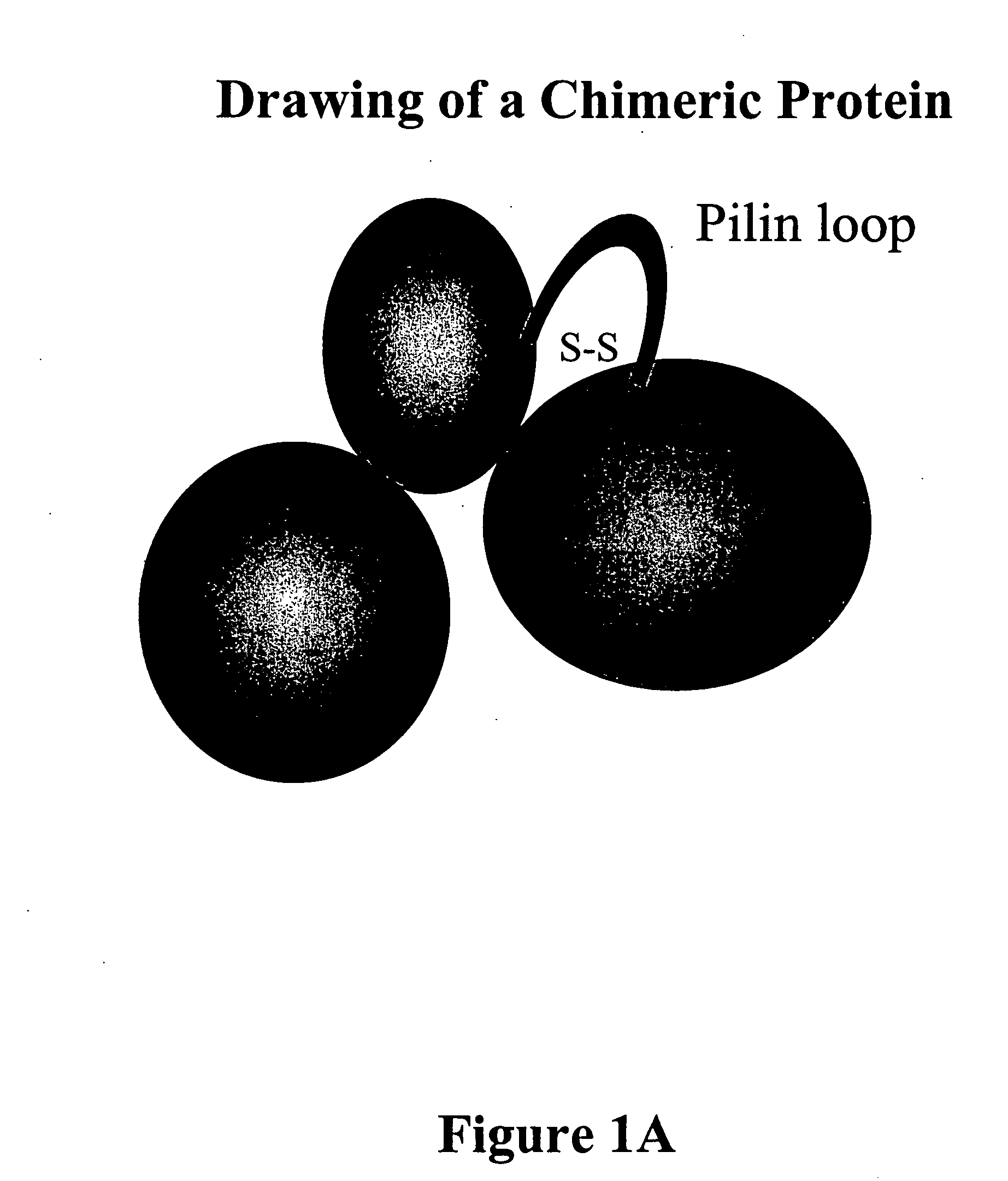 Chimeric protein comprising non-toxic pseudomonas exotoxin and type IV pilin sequences