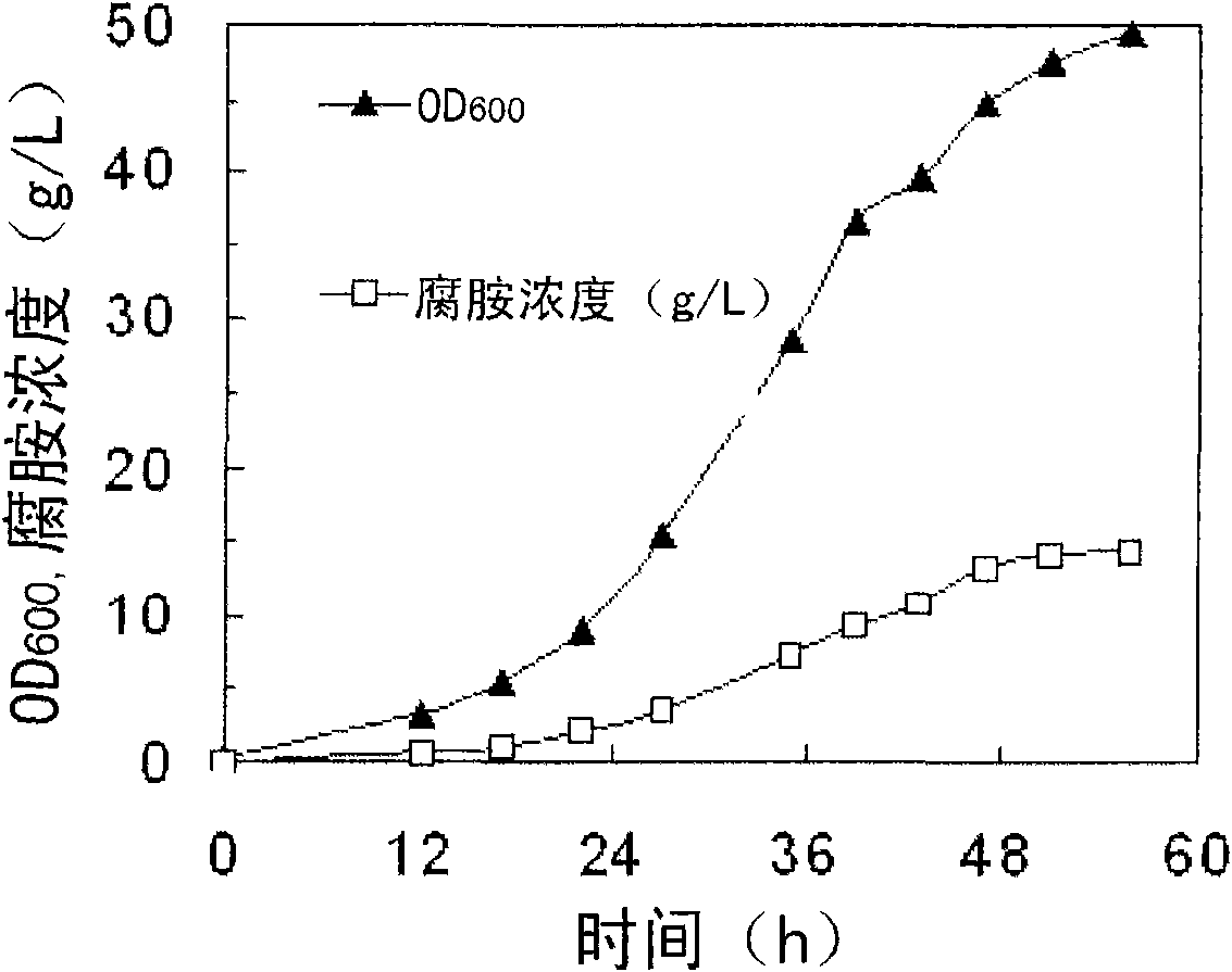 Mutant microorganism with high ability of producing putrescine and preparation of putrescine using same