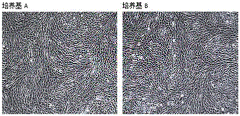 Berberine-containing serum-free medium for mesenchymal stem cells