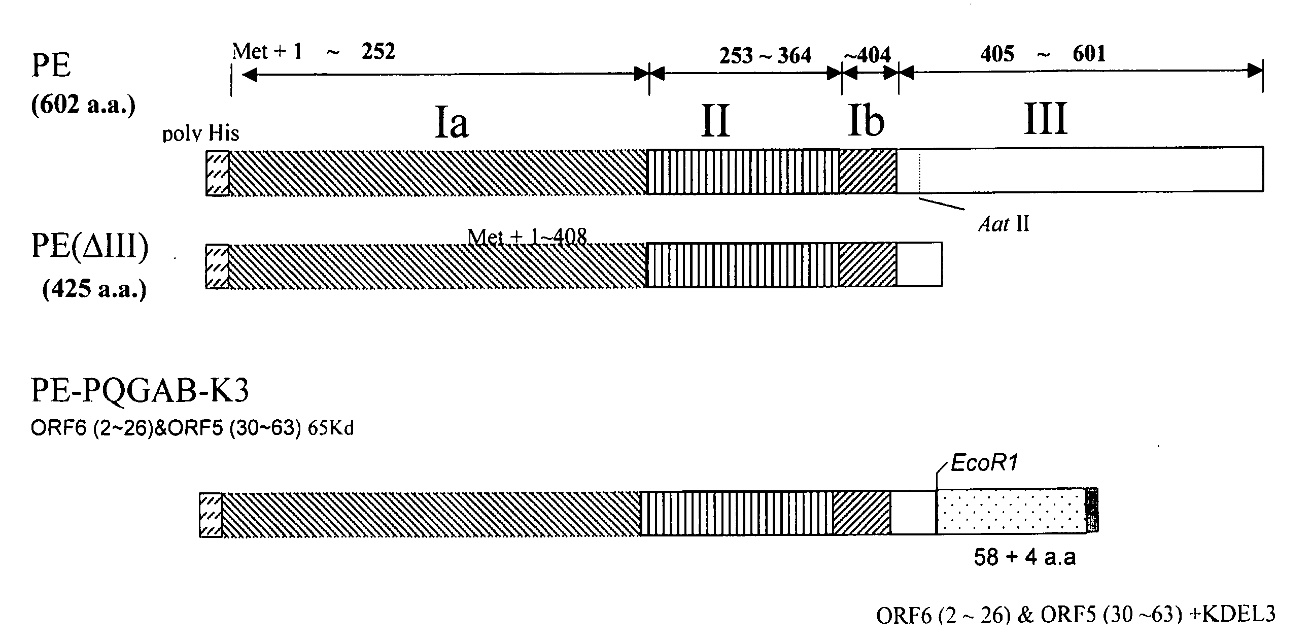 Fusion protein of porcine reproductive and respiratory syndrome virus as PRRS vaccine