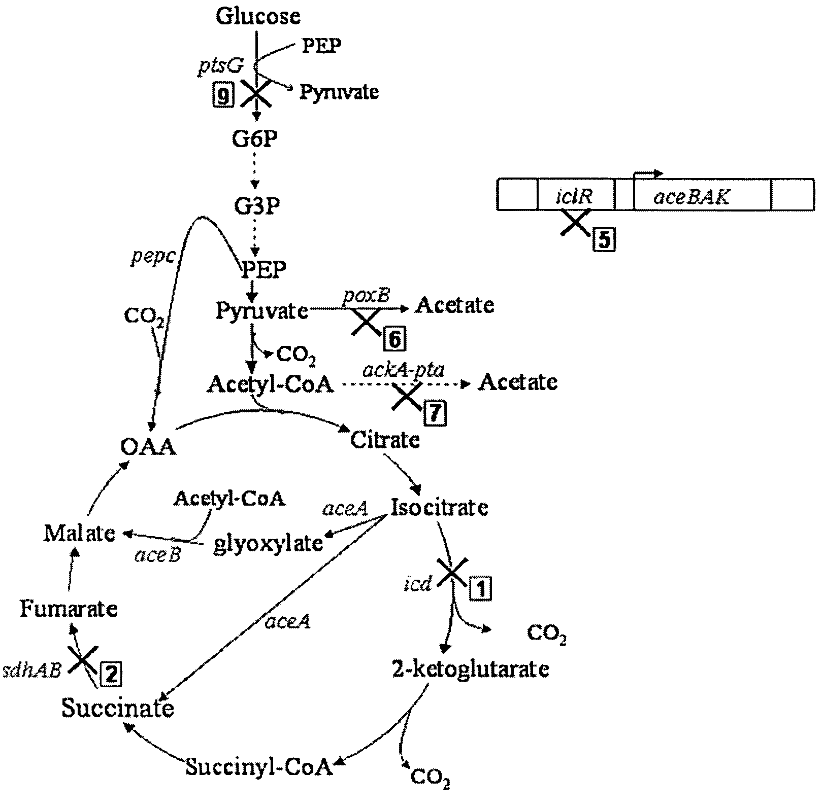 Aerobic succinate production in bacteria