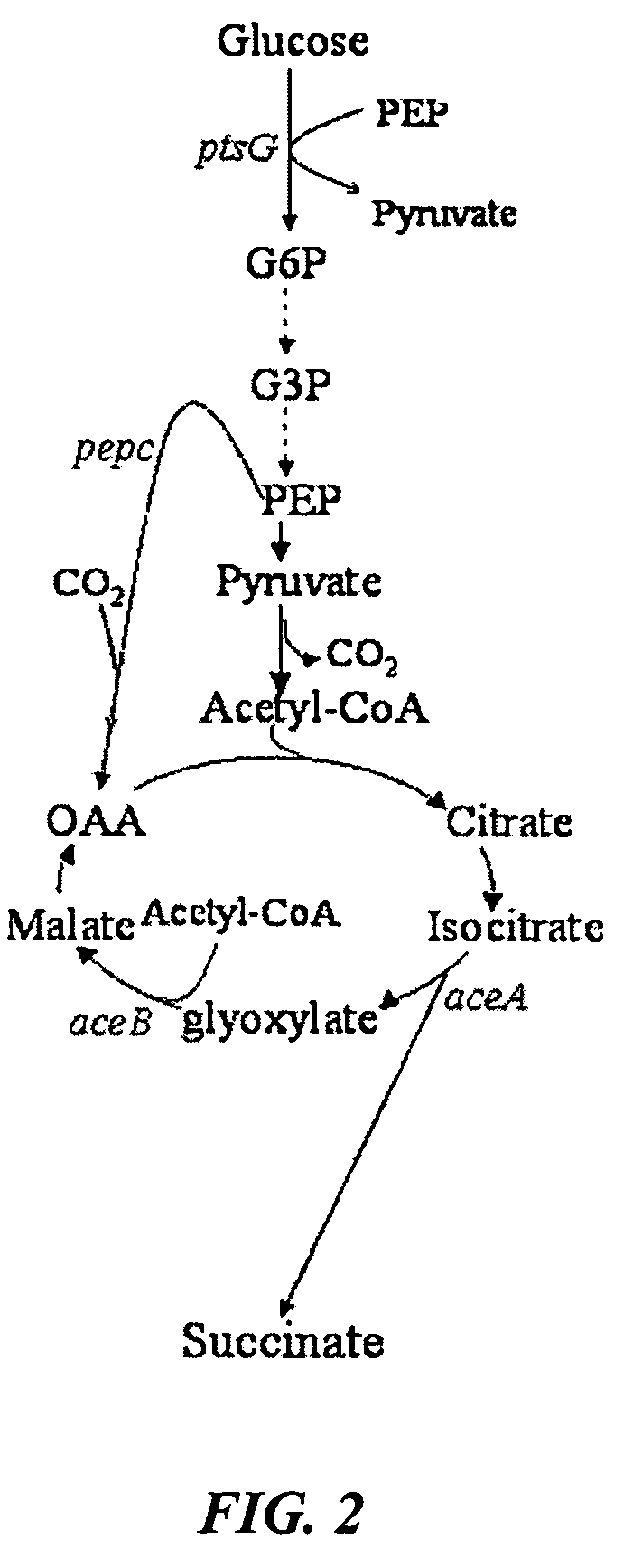 Aerobic succinate production in bacteria