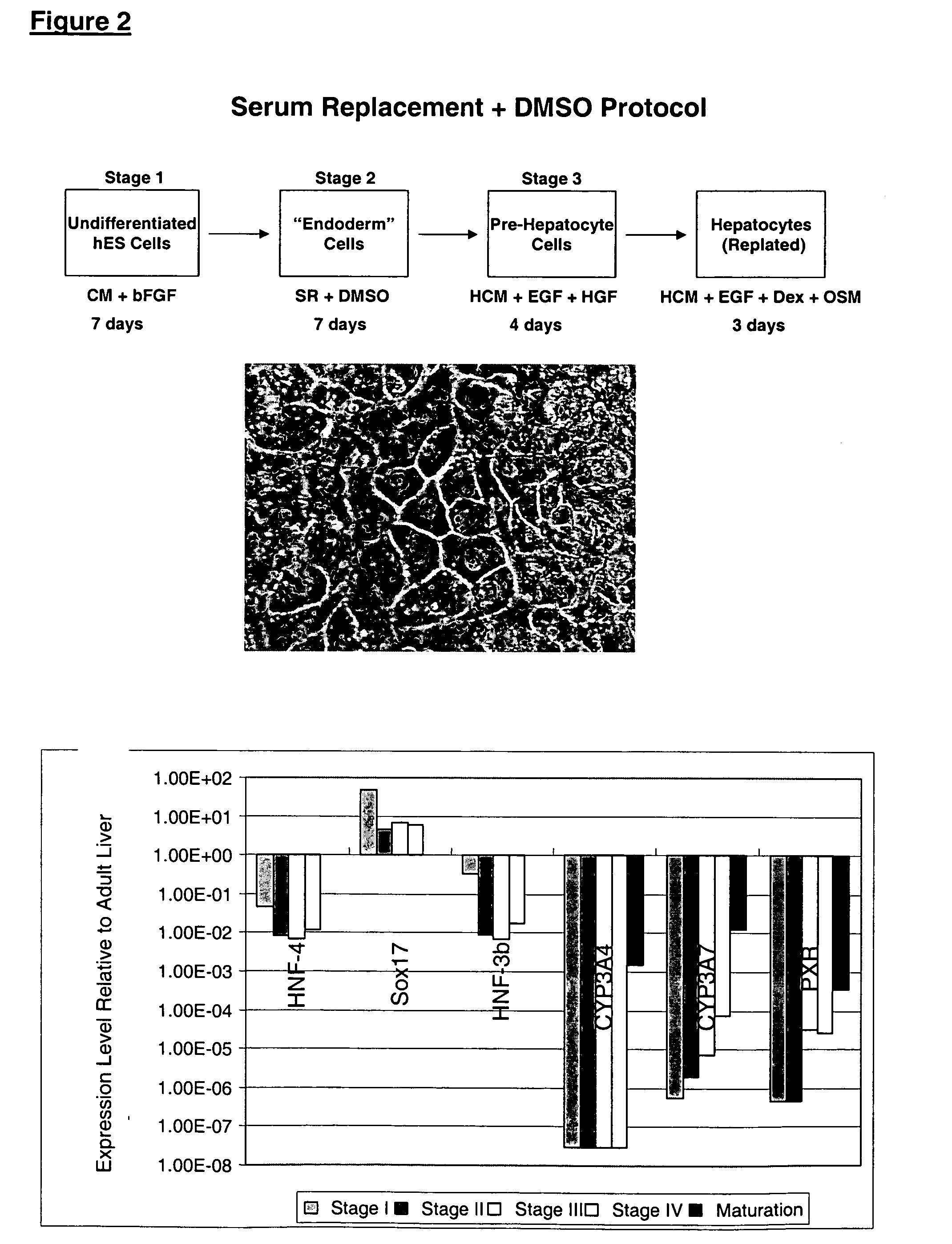 Protocols for making hepatocytes from embryonic stem cells