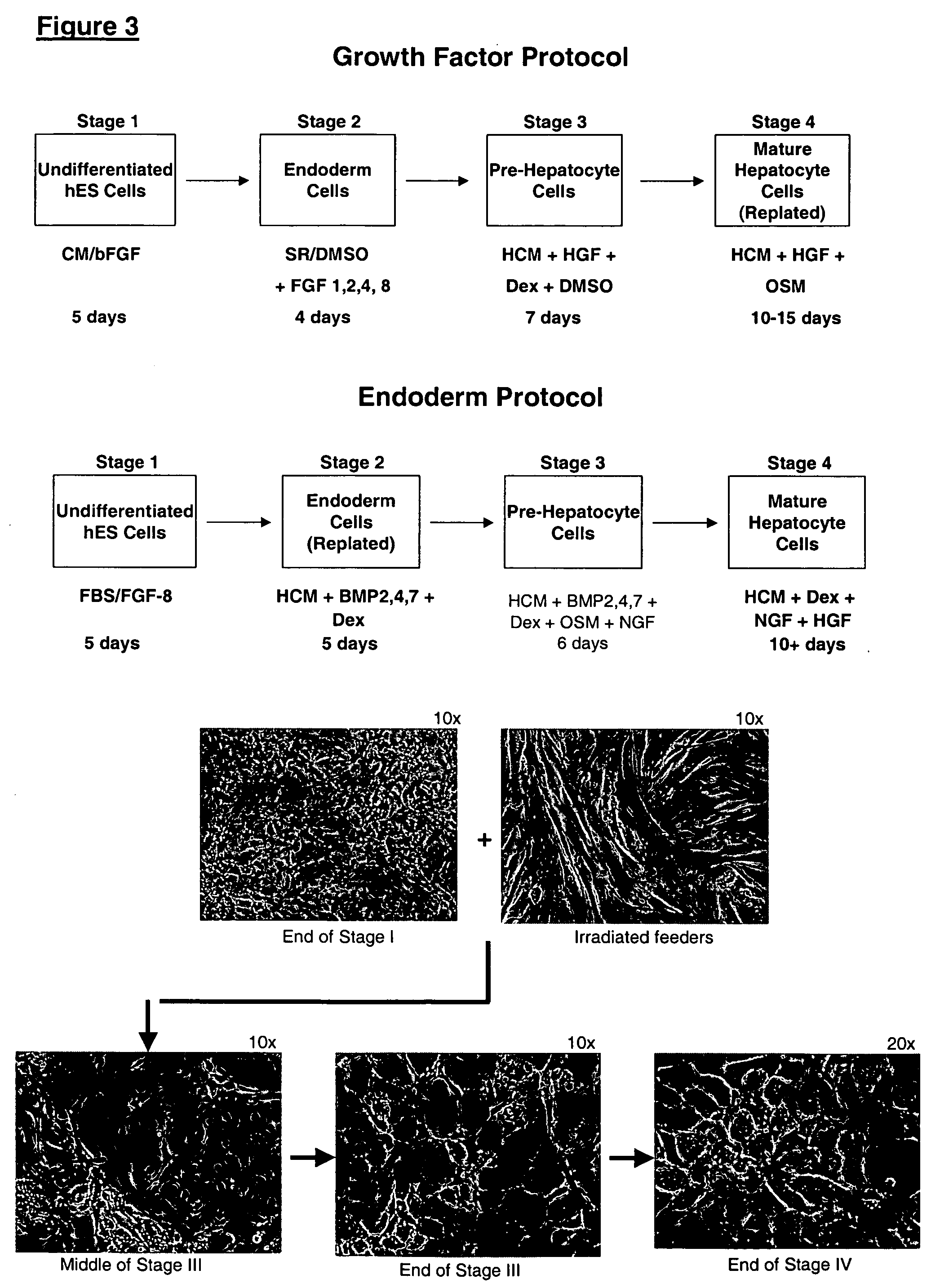 Protocols for making hepatocytes from embryonic stem cells