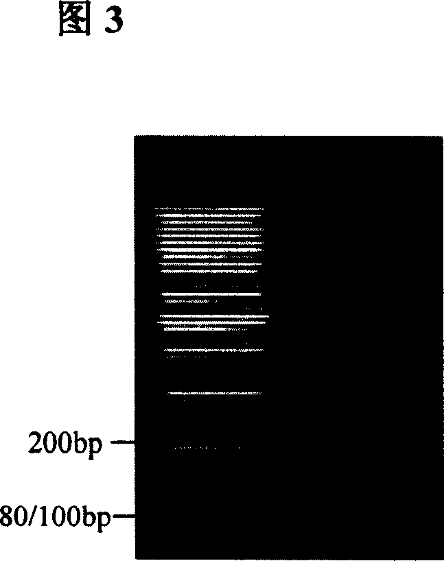 Method for detecting mycobacterium tuberculosis by using adaptor technique