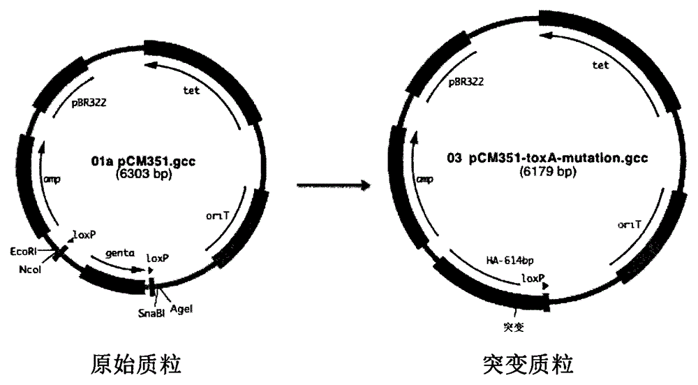 Construction method and application of pseudomonas aeruginosa mutant strain