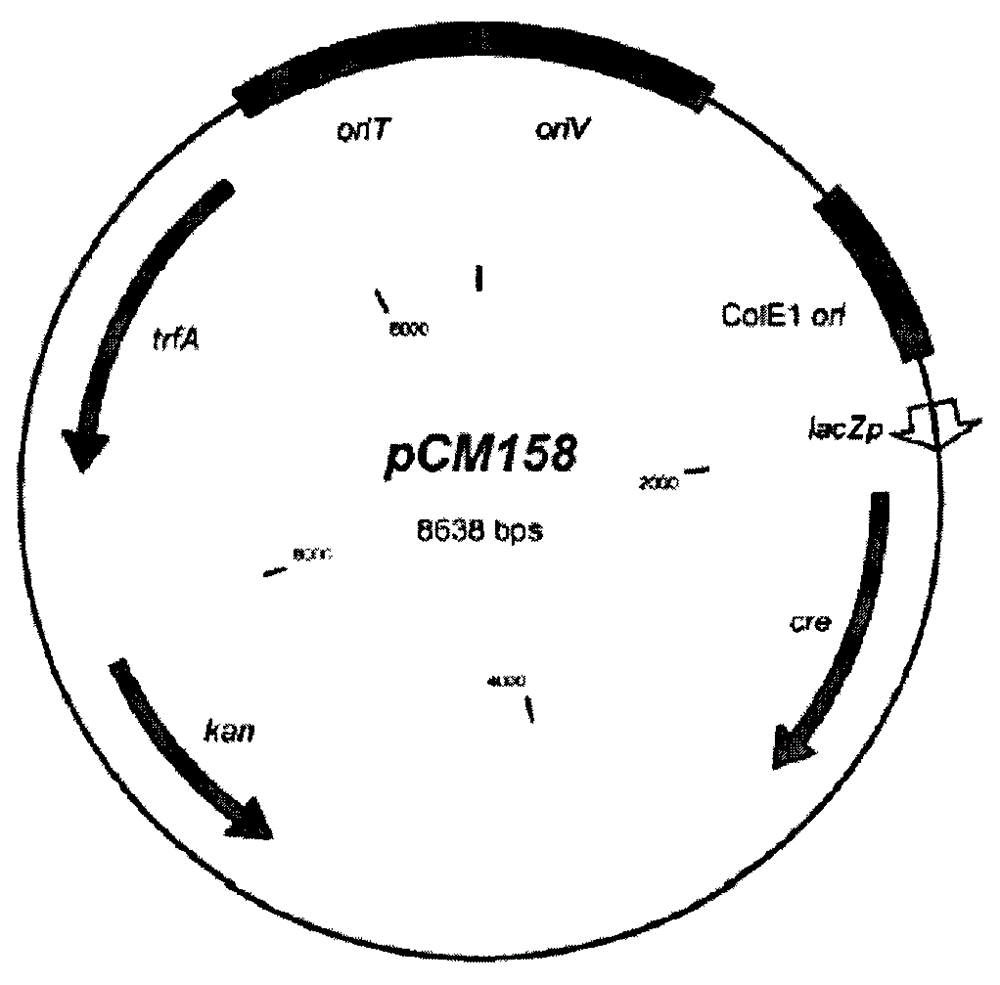 Construction method and application of pseudomonas aeruginosa mutant strain