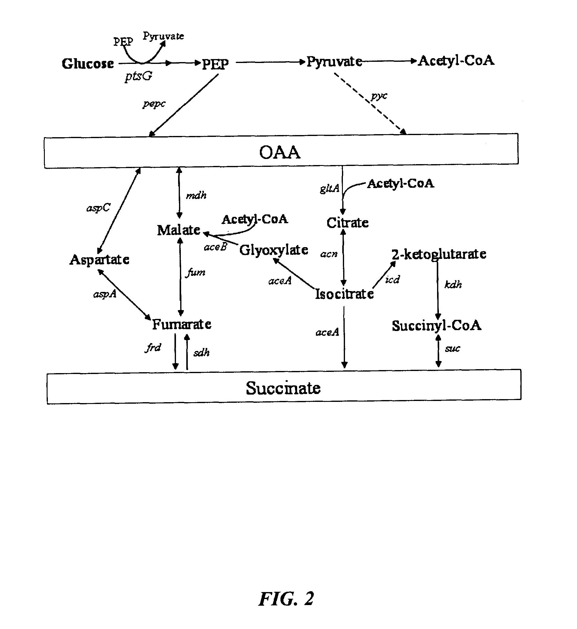 Aerobic succinate production in bacteria