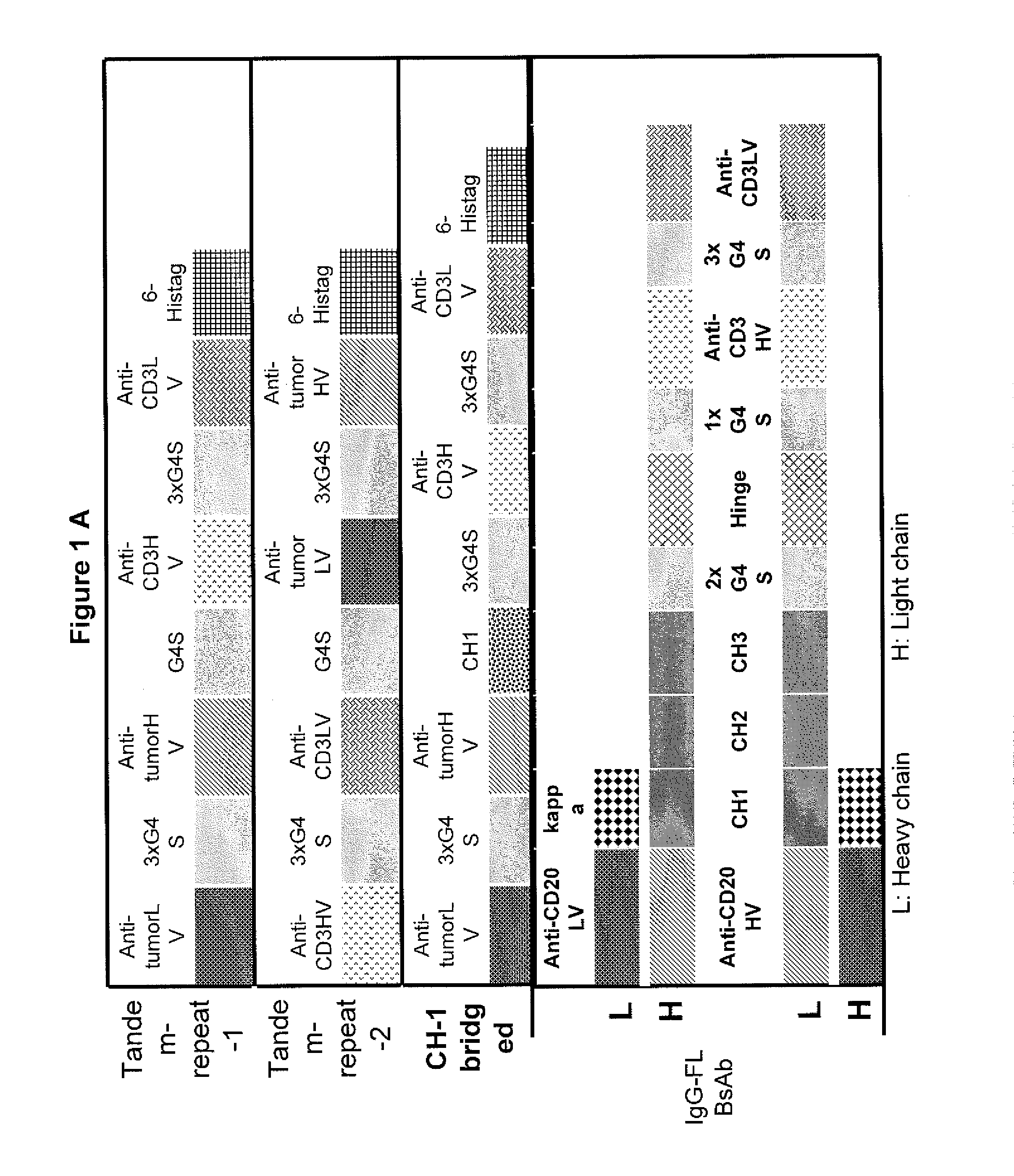 Light chain-bridged bispecific antibody