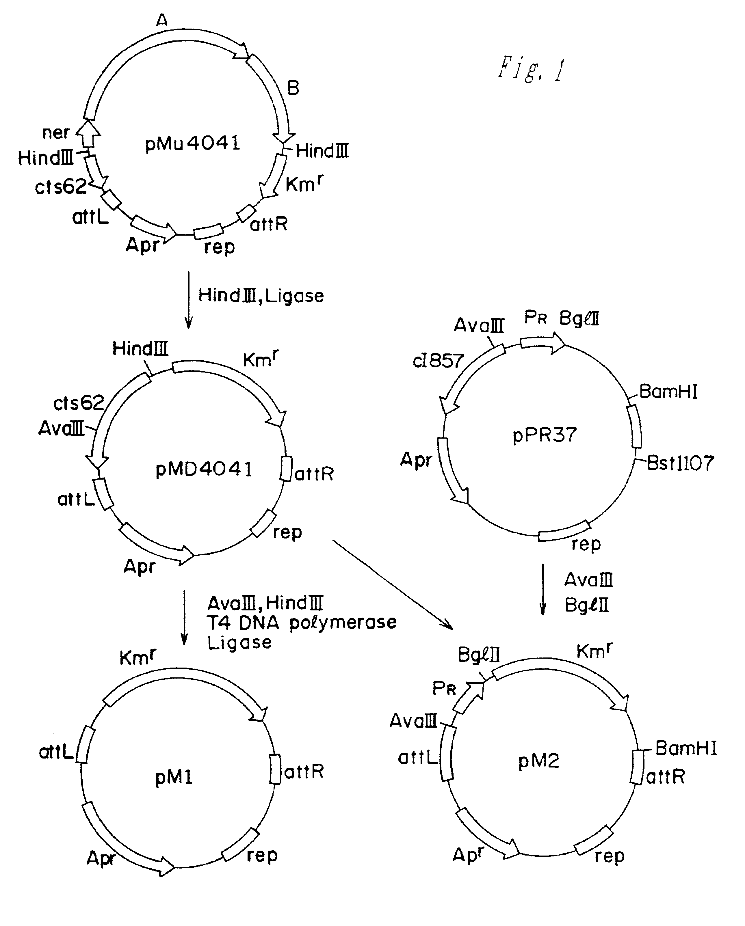 Methods of making amino acids using E. coli transformed with csc genes