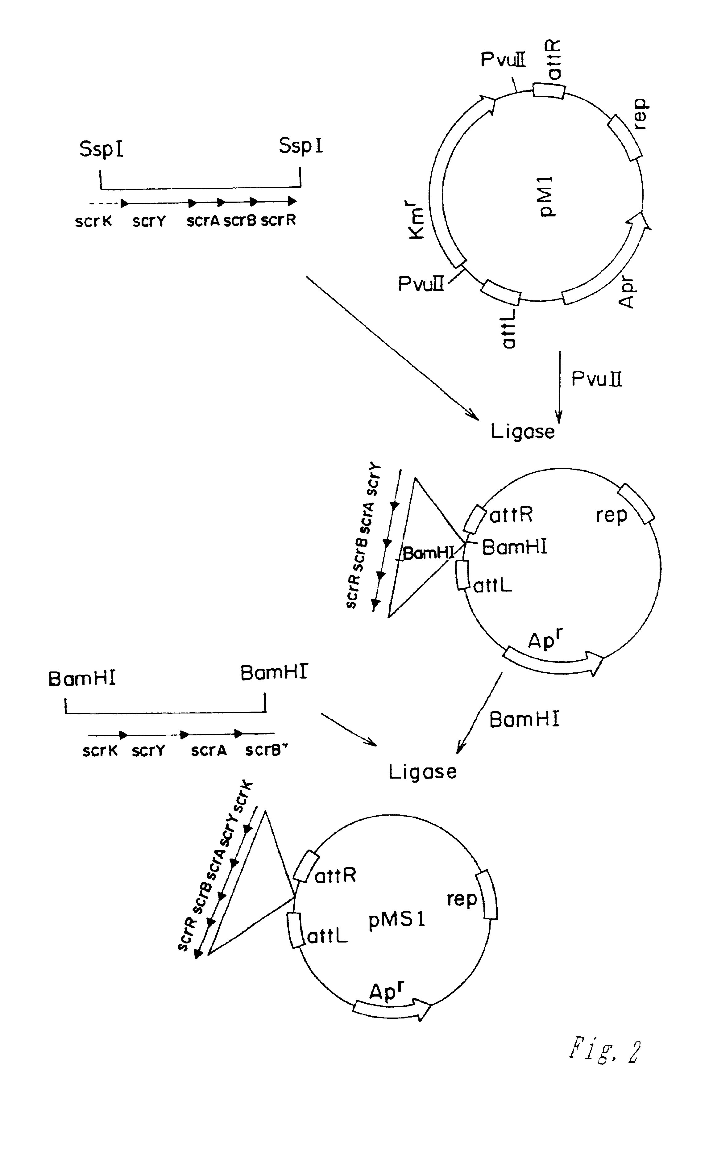 Methods of making amino acids using E. coli transformed with csc genes