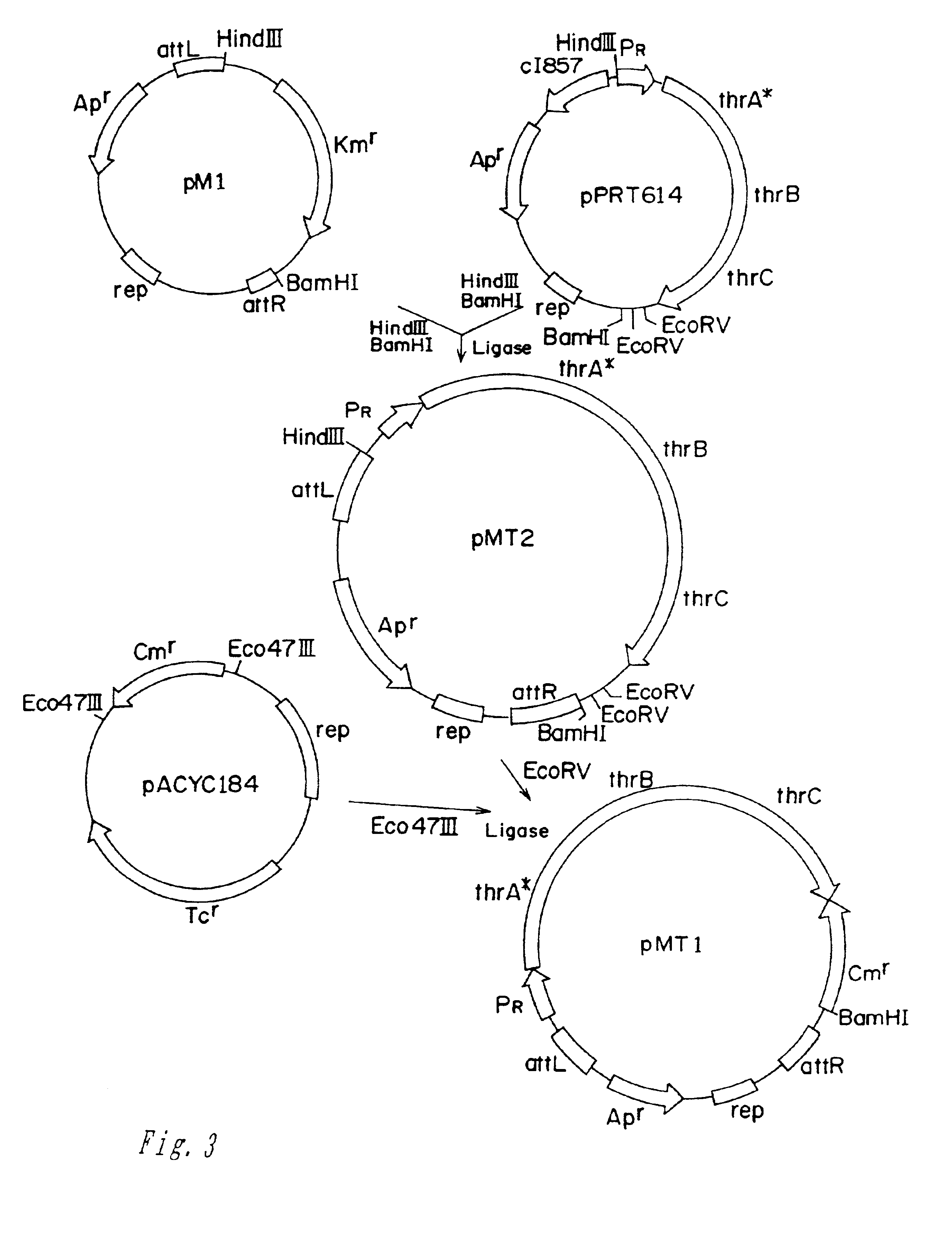 Methods of making amino acids using E. coli transformed with csc genes