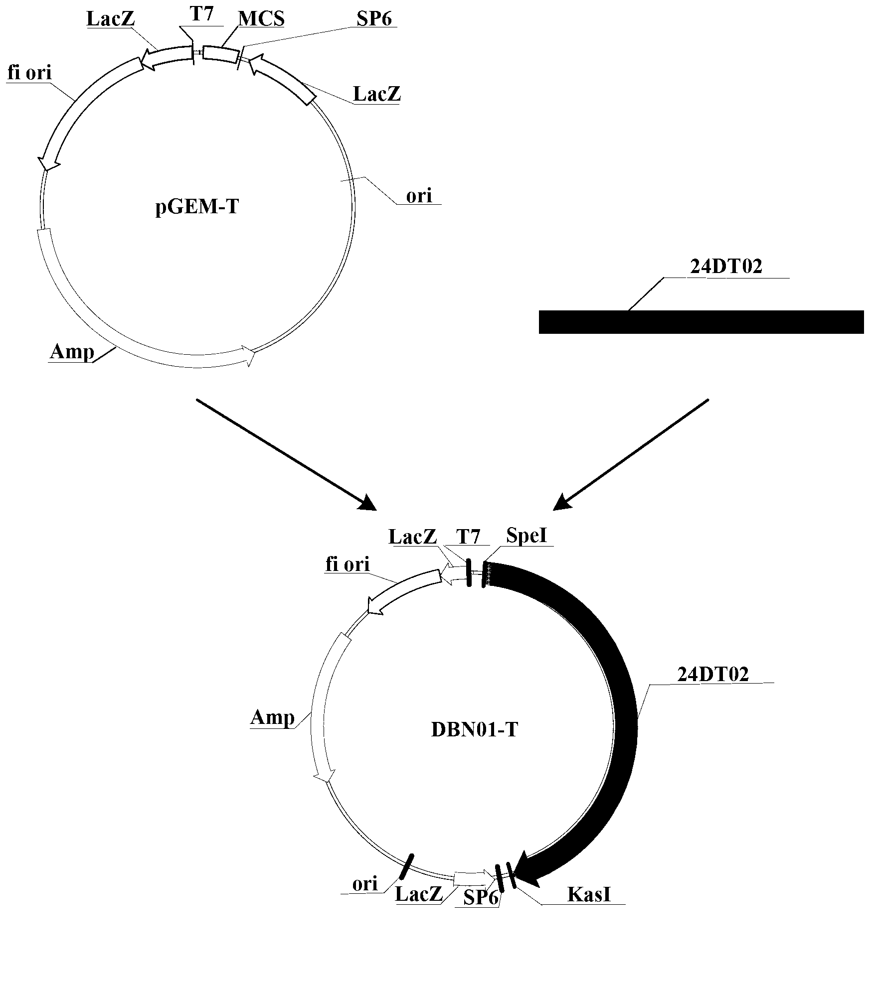 Herbicide resistance protein and encoding genes thereof and application thereof