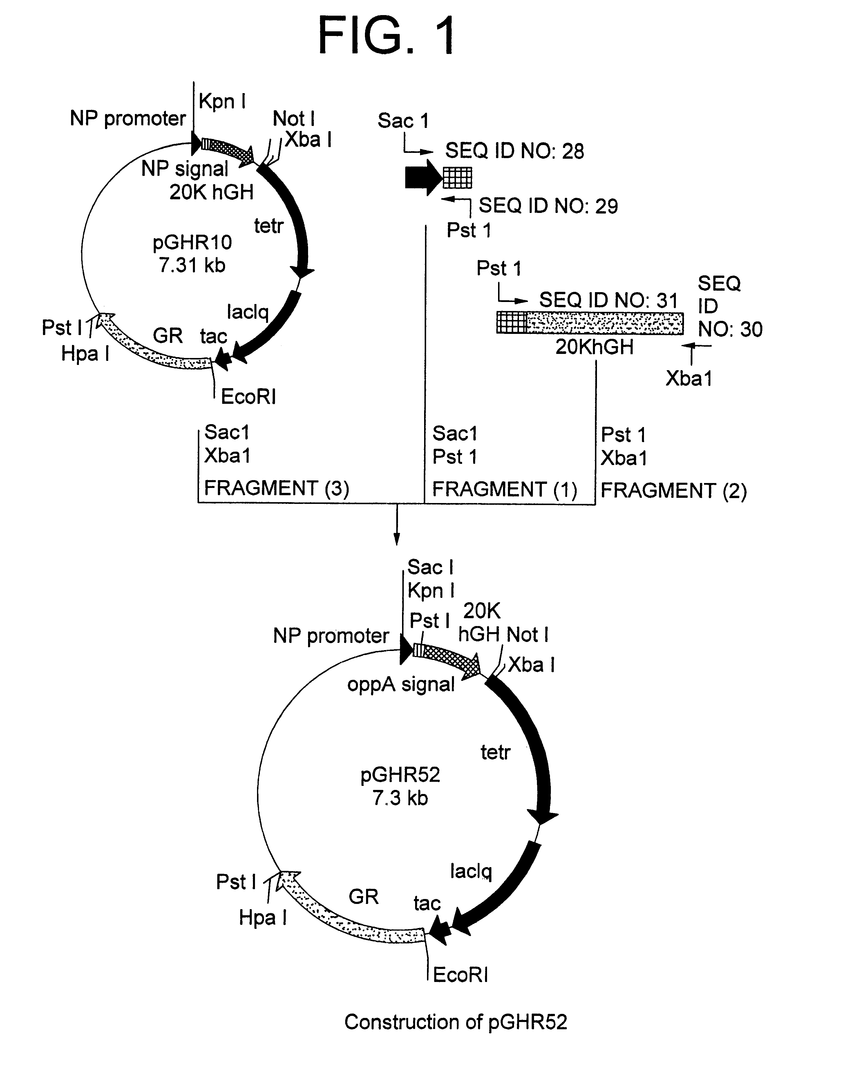 Method for secretory production of human growth hormone