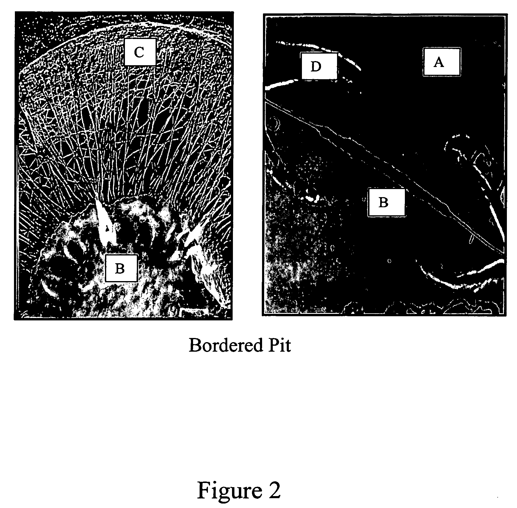 Composition and process for coloring and preserving wood