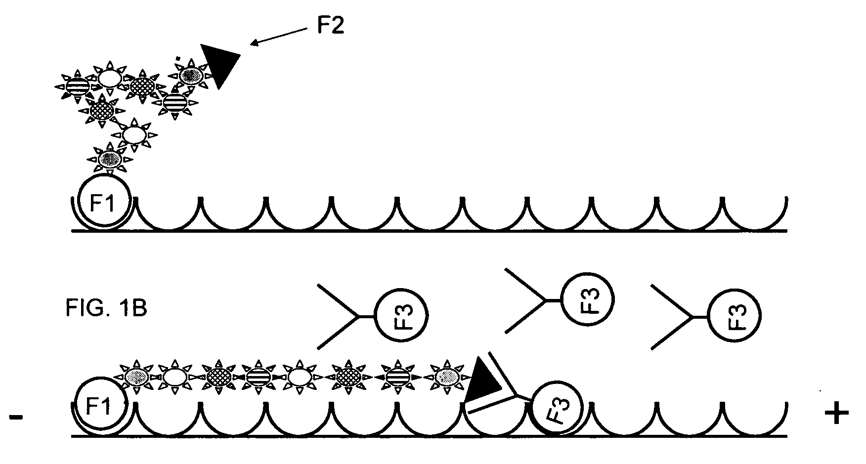 Compositions comprising oriented, immobilized macromolecules and methods for their preparation