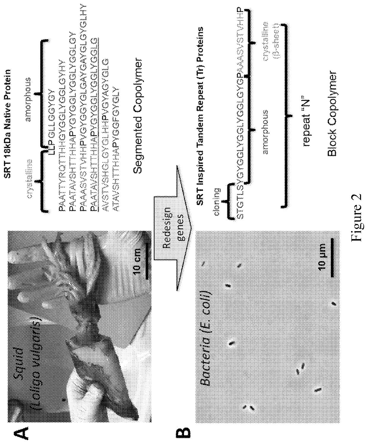 Compositions and methods related to 2 dimensional molecular composites