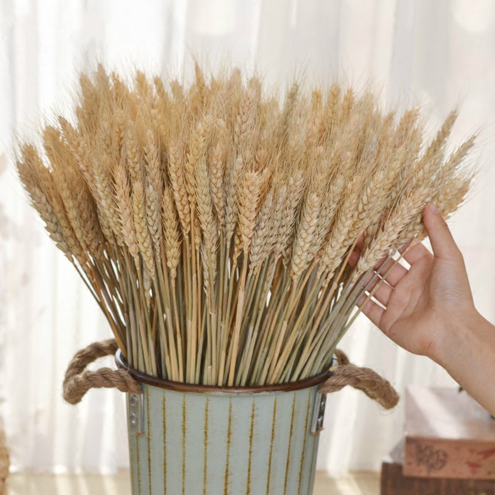 Natural Dried Flowers Ear Of Wheat Bouquet Triticum Bundle For DIY