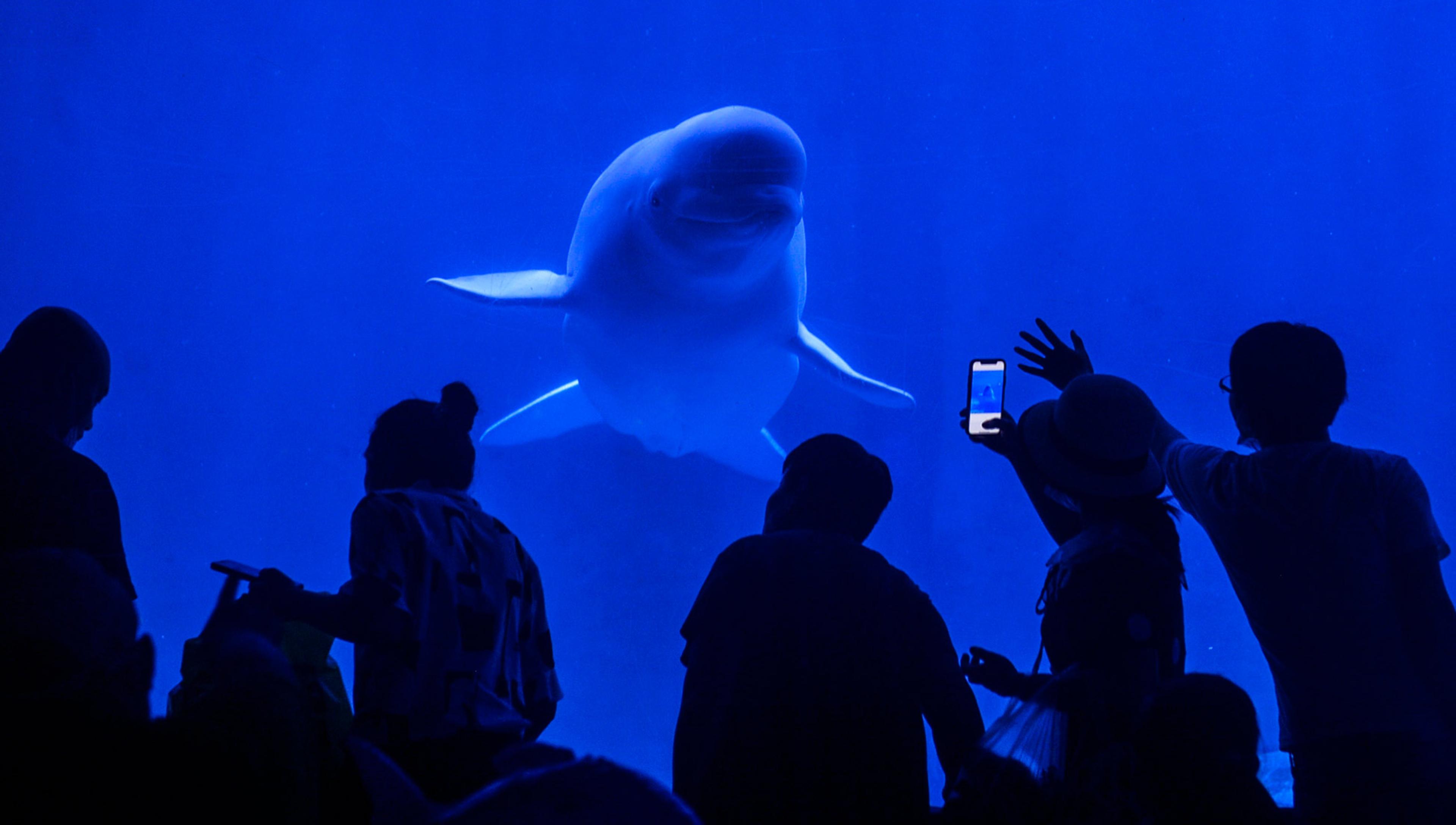 Silhouettes of people observing and photographing a beluga whale through an aquarium glass in a dimly lit blue environment.