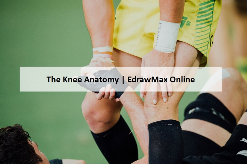 A Guide to Understand Knee Joint with Diagrams | EdrawMax Online (2023)