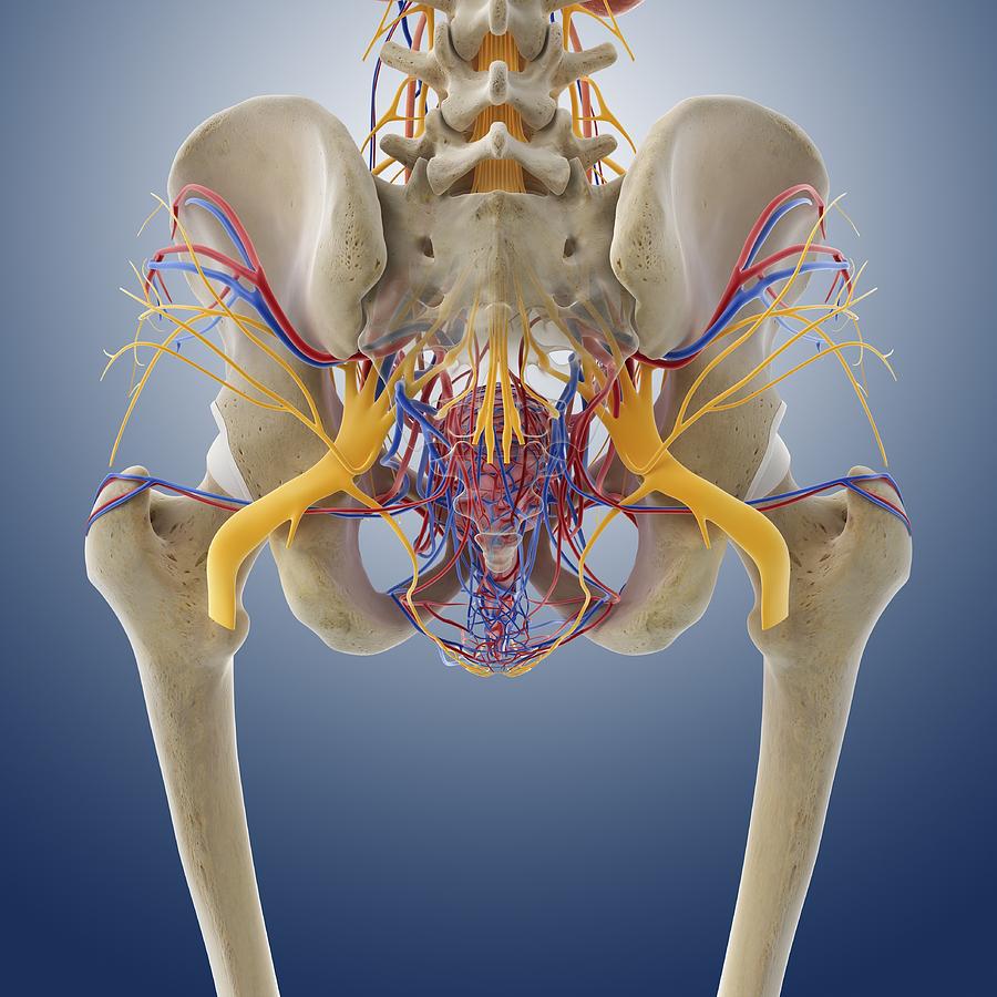 Female pelvic anatomy, artwork Photograph by Science Photo Library - Pixels