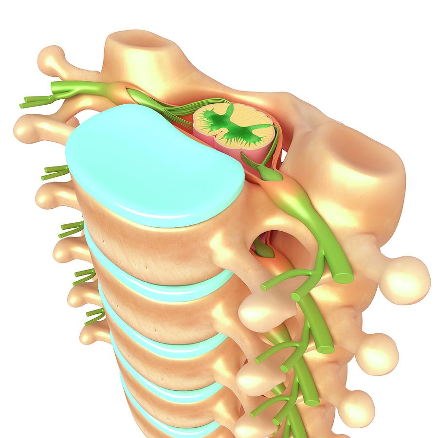 Lumbar Spine Anatomy